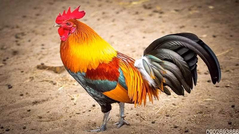 Trong chuyện tình cảm, người tuổi Dậu còn độc thân sẽ có nhiều người theo đuổi. Tuy nhiên, Dậu cần suy nghĩ kỹ để xem ai là người phù hợp với mình. Về sức khỏe, Dậu nên thận trọng với vấn đề tiêu hóa, xương khớp trong thời gian tới.