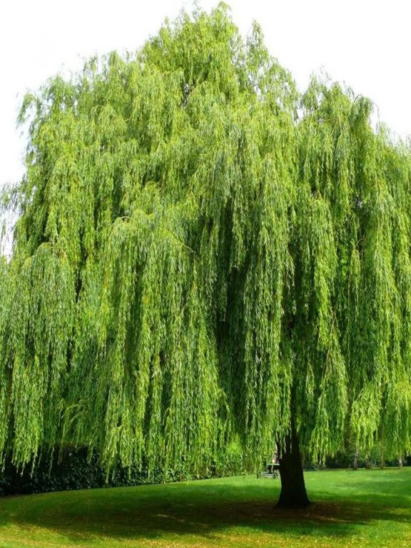 Do đó, gia chủ tốt nhất không nên trồng cây liễu quanh nhà để tránh những điều không may. 