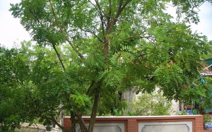  Một số lưu ý khác khi trồng cây trước cửa nhà. Ngoài 5 loại cây nêu trên, khi trồng cây trước cửa nhà, bạn cần tránh chọn những loại cây có tán quá rộng; không trồng quá nhiều cây ở trước cửa. Đặc biệt, không trồng đơn độc một cây. Để cây sinh trưởng và phát triển tốt, không nên trồng cây ở hướng Tây, Tây Nam. Không chọn những loại cây tính âm như họ quyết, cát đằng. * Thông tin mang tính chất tham khảo, chiêm nghiệm. 