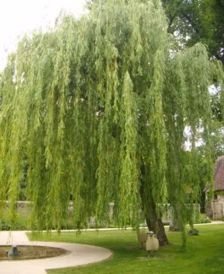  Cây liễu. Trong tiếng Hán, từ "liễu" phát âm nghe gần giống từ "lưu", tức là chảy đi hết, đổ hết. Vì vậy, trồng cây này trước cửa sẽ khiến gia chủ gặp nhiều xui xẻo, tài sản trong nhà sẽ đổ hết xuống sông xuống biển. 