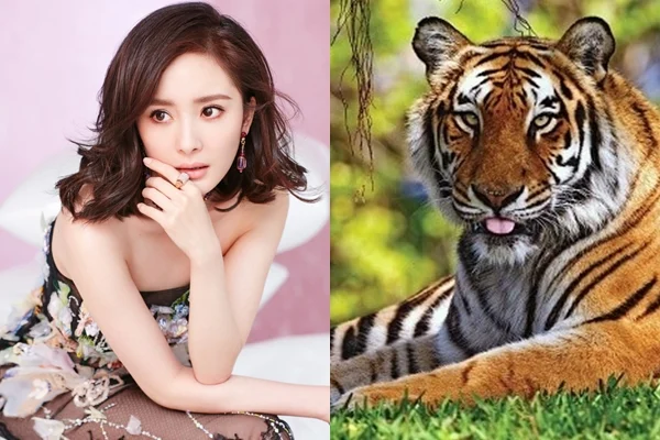 Tài lộc ùn ùn kéo đến, thậm chí vượt xa cả mức kỳ vọng của bạn. Tuổi Dần cũng chính là một trong những con giáp giàu có nhất về tiền bạc. Ai sinh năm Hổ còn mở rộng được công việc làm ăn buôn bán, các đơn hàng đổ về liên tục. 