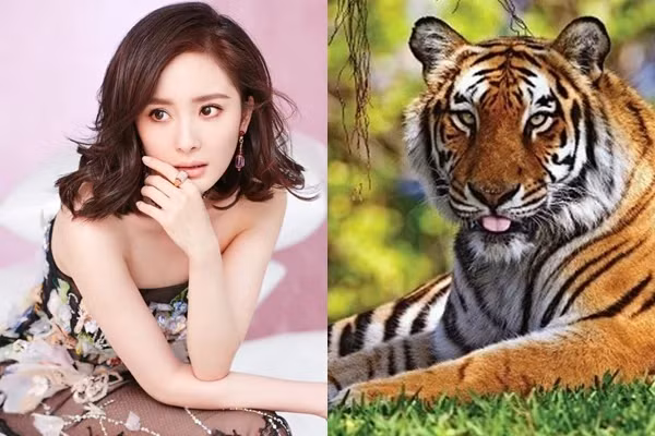 Tài lộc ùn ùn kéo đến, thậm chí vượt xa cả mức kỳ vọng của bạn. Tuổi Dần cũng chính là một trong những con giáp giàu có nhất về tiền bạc. Ai sinh năm Hổ còn mở rộng được công việc làm ăn buôn bán, các đơn hàng đổ về liên tục. 