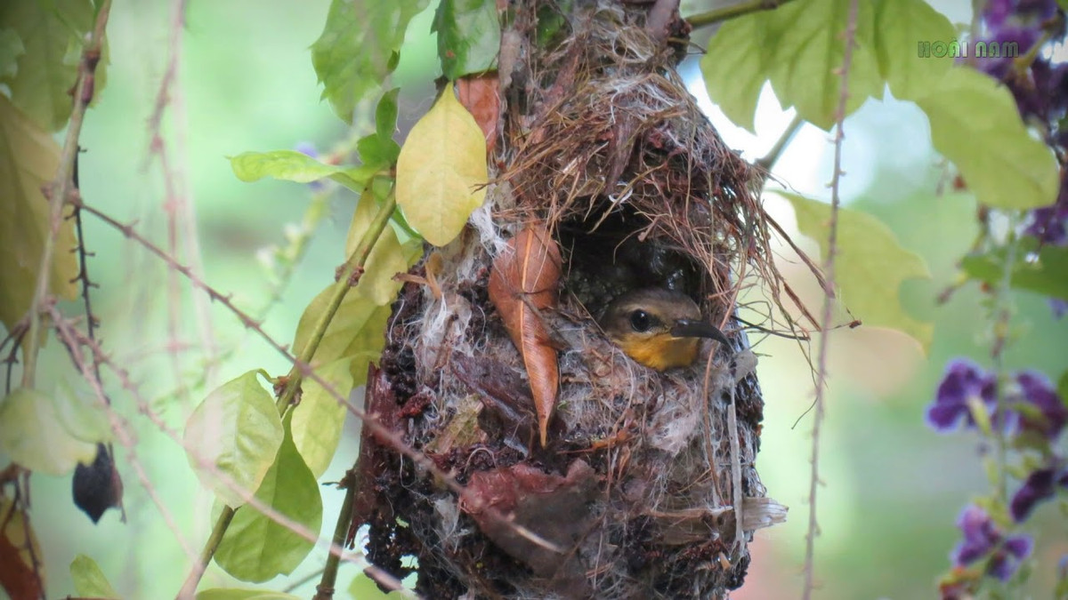 Có chim, ong về làm tổ. Hiện tượng chim hoặc ong về xây tổ ở trên mái nhà, trên lan can… không xảy ra nhiều ở các ngôi nhà trong thành phố, nơi có tốc độ đô thị hóa quá nhanh, thế nhưng ta lại có thể bắt gặp khá thường xuyên ở các gia đình nông thôn. Phong thủy cho rằng các loài chim, côn trùng này cũng giống như món quà ông trời ban cho, thuộc về dương khí, mà một khi dương khí đã vào nhà thì tất nhiên những điều may mắn sẽ tới.