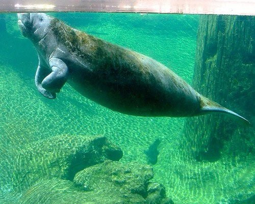 Lợn biển có thời gian mang thai kéo dài 13 tháng. Con vật khổng lồ hiền lành này có vẻ bề ngoài mập mạp và bơi lang thang trong nước suốt ngày để giảm bớt trọng lượng dư thừa của cơ thể nên chúng ta khó phát hiện một con lợn biển đang mang thai.