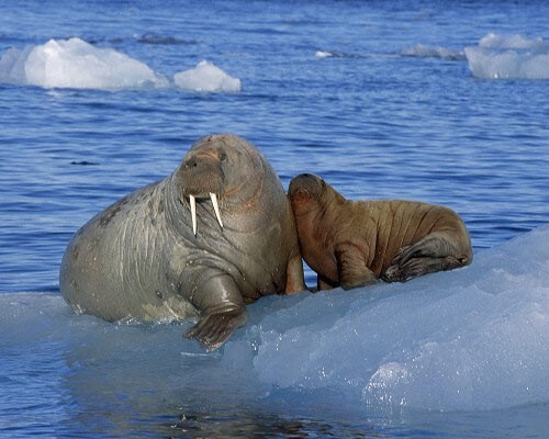 Hải mã loài động vật chân màng (một nhóm động vật có vú bao gồm hải cẩu và sư tử biển). Thời kỳ thai nghén của hải mã từ 15 đến 16 tháng.