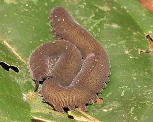 Cơ thể loài sinh vật kỳ lạ này có họ hàng gần gũi với cả động vật chân đốt (nhện, côn trùng) và giun (giống như giun đất). Chúng có thời gian mang thai kéo dài khoảng 15 tháng.