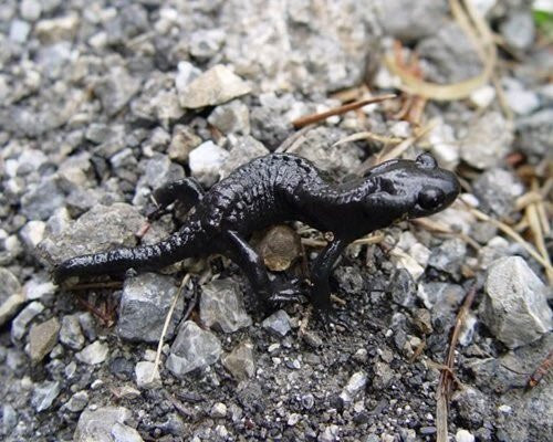 Kỳ giông đen alpine là loài lưỡng cư sống ở Trung tâm và phía Đông dãy núi Alps, có tuổi thọ kéo dài từ 10 đến 20 năm. Tùy thuộc vào độ cao nơi chúng sinh sống mà thời gian mang thai của chúng kéo dài từ hai đến ba năm.