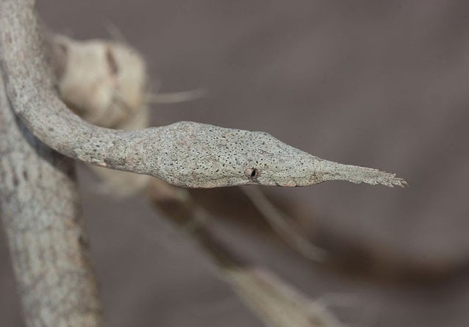 Trong thời gian này, họ đừng ngại xông pha, hãy cố gắng hết sức để thực hiện ước mơ mà bấy lâu nay mình đã ấp ủ. Đây chính là cơ hội tốt để họ cải thiện cuộc sống của mình. Cuối tháng 11, con giáp tuổi Tỵ thăng tiến trong sự nghiệp, đạt kết quả xuất sắc trong công việc, cuộc sống suôn sẻ, khởi sắc từng ngày. *Thông tin trong bài chỉ mang tính chiêm nghiệm, tham khảo.
