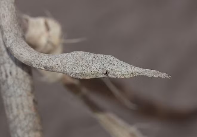 Trong thời gian này, họ đừng ngại xông pha, hãy cố gắng hết sức để thực hiện ước mơ mà bấy lâu nay mình đã ấp ủ. Đây chính là cơ hội tốt để họ cải thiện cuộc sống của mình. Cuối tháng 11, con giáp tuổi Tỵ thăng tiến trong sự nghiệp, đạt kết quả xuất sắc trong công việc, cuộc sống suôn sẻ, khởi sắc từng ngày. *Thông tin trong bài chỉ mang tính chiêm nghiệm, tham khảo.