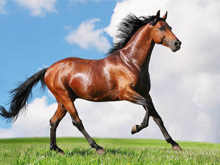 Vì vậy, khi còn trẻ, con giáp tuổi Ngọ sẽ gặp phải một số thăng trầm, trong đó trải qua không ít thất bại. Tuy nhiên, người tuổi Ngọ không dễ dàng bỏ cuộc.