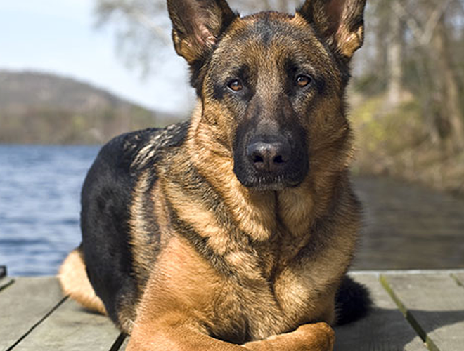 Trong thời gian nửa năm này những người tuổi Tuất nếu mở rộng được vòng tròn giao thiệp thì tuổi Tuất sẽ kết thân được với nhiều người tài giỏi.