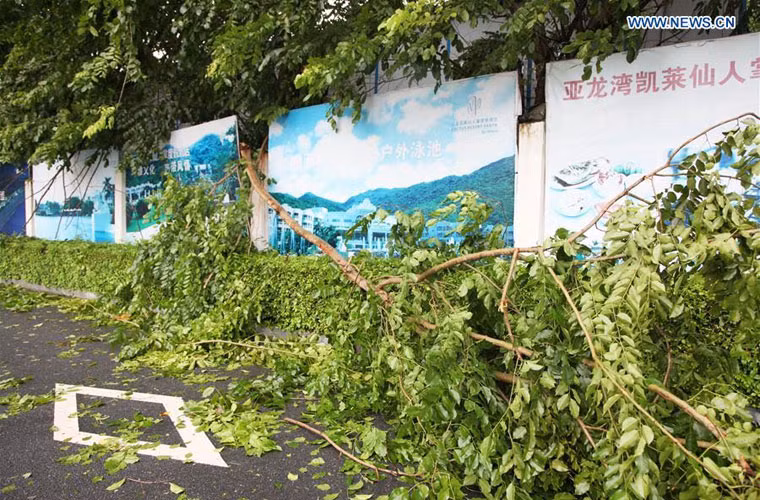 Một cây bị đổ do mưa to, gió lớn ở thành phố Tam Á, tỉnh Hải Nam hôm 18/8.