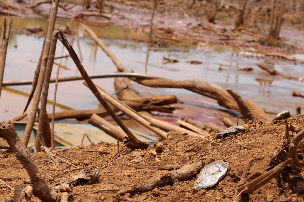 Tôm, cá trong hồ không thể tồn tại, nằm phơi mình dưới sự khắc nghiệt của thời tiết. 