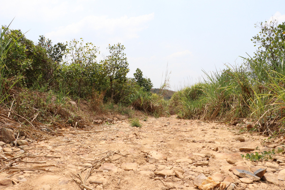 Bên cạnh huyện Đạ Tẻh, nhiều địa phương khác như huyện Đạ Huoai, Bảo Lâm, Bảo Lộc, Di Linh cũng chung cảnh thiếu nước nghiêm trọng do hạn hán kéo dài.