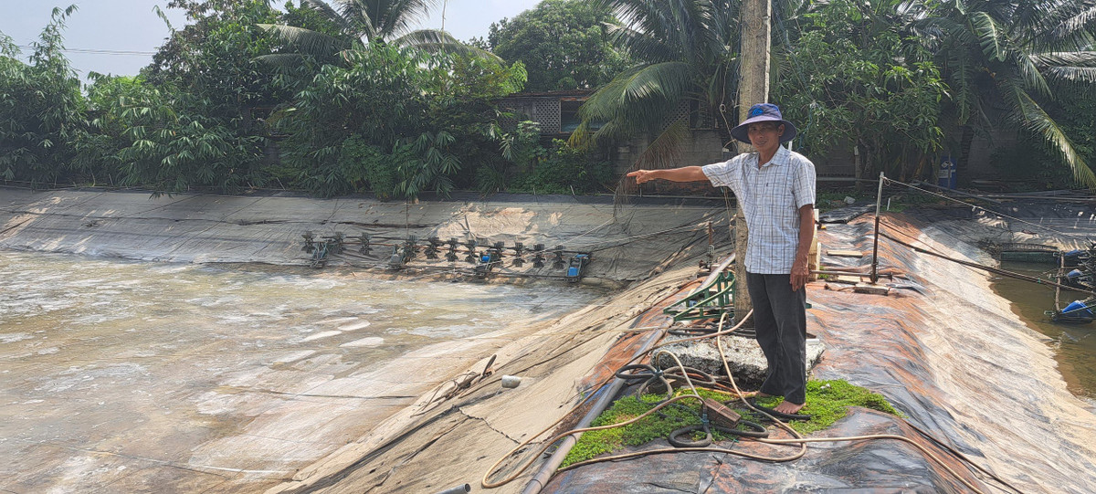 TP HCM: Nông dân với kỹ thuật nuôi tôm trong phố thành tỷ phú - Hình 2 TP HCM: Nong dan voi ky thuat nuoi tom trong pho thanh ty phu-Hinh-2