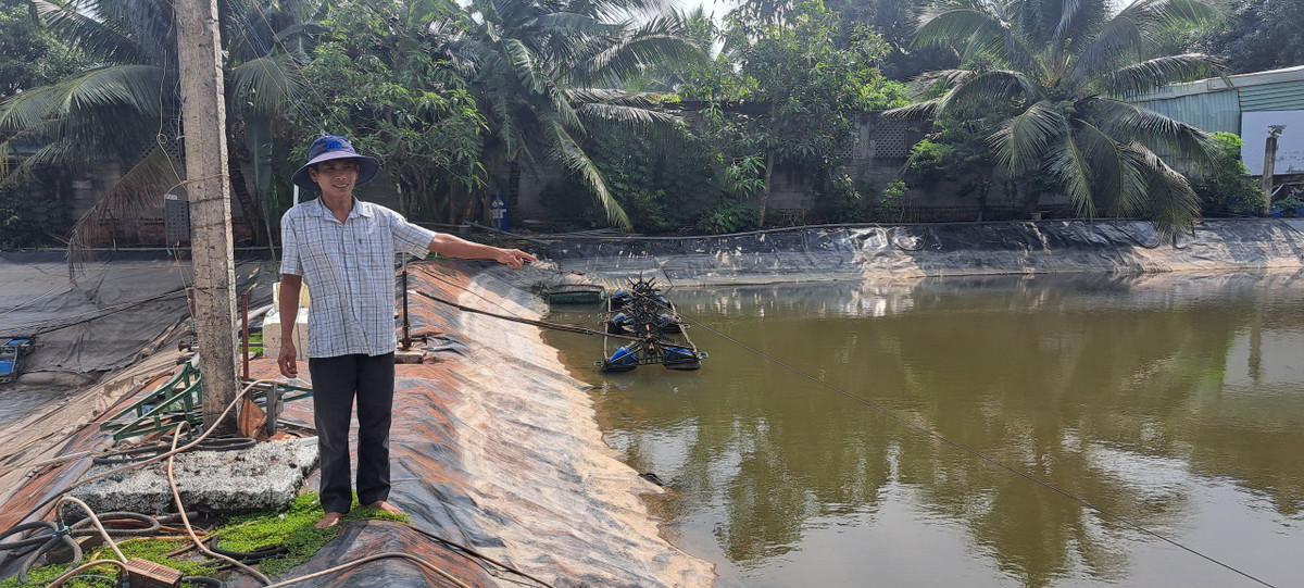 TP HCM: Nông dân với kỹ thuật nuôi tôm trong phố thành tỷ phú TP HCM: Nong dan voi ky thuat nuoi tom trong pho thanh ty phu