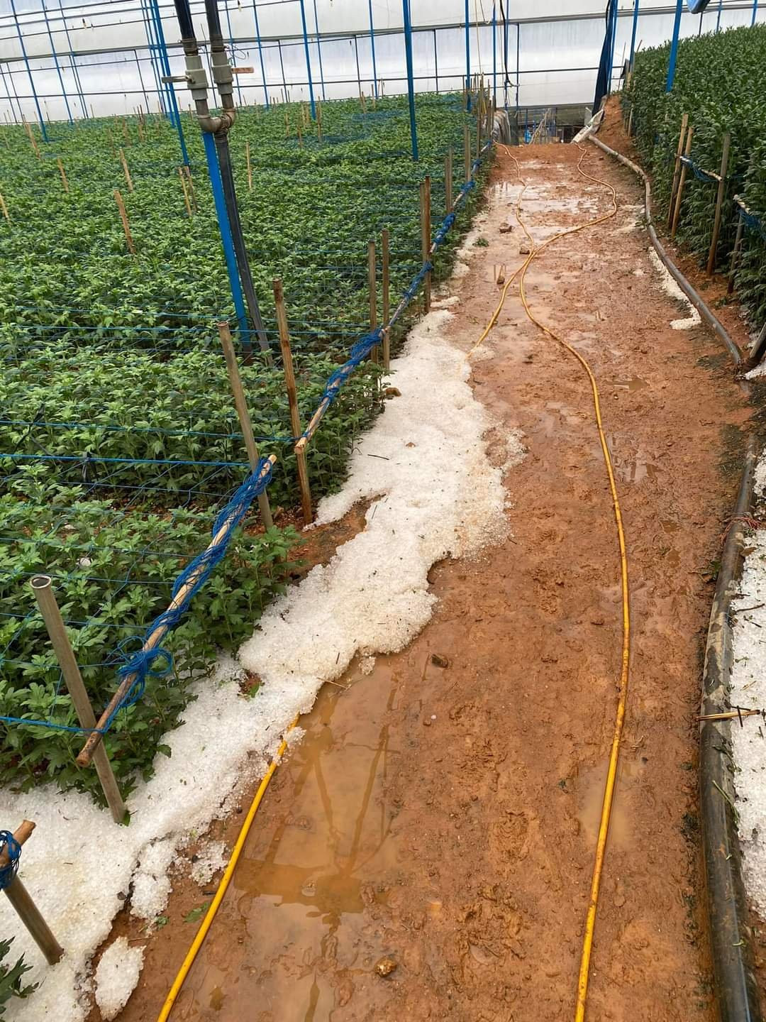 Cơn mưa “vàng” giữa đợt khô hạn ở Lâm Đồng Con mua “vang” giua dot kho han o Lam Dong