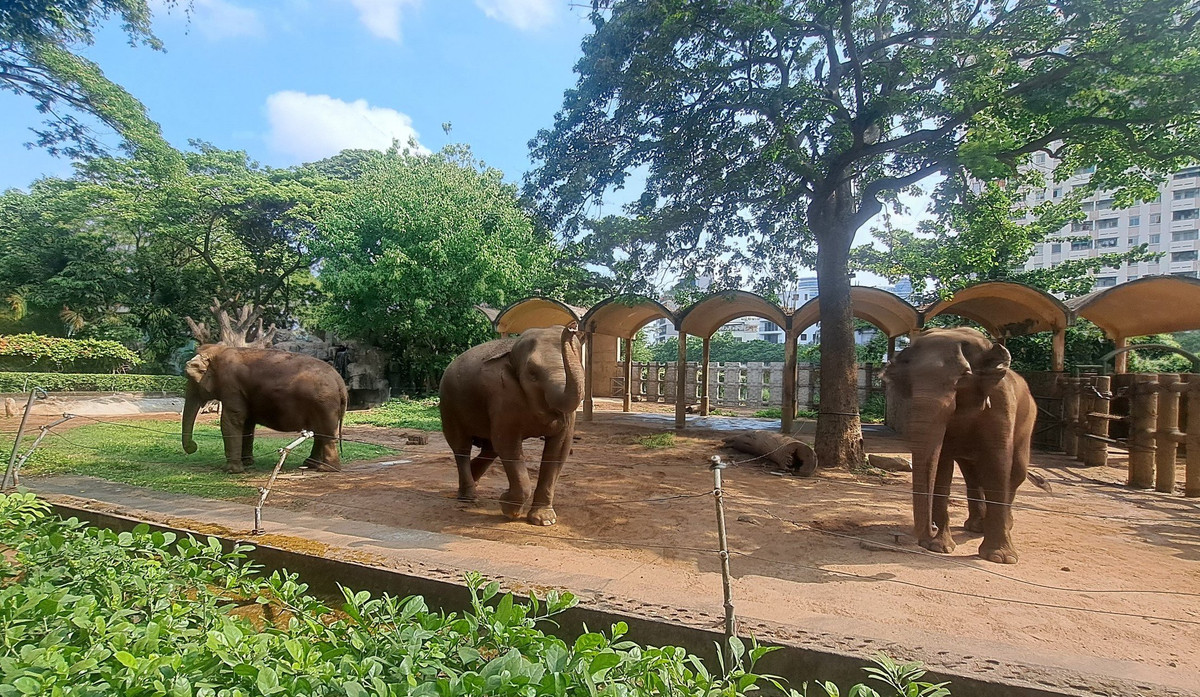 Thao Cam vien Sai Gon tron 160 tuoi-Hinh-6