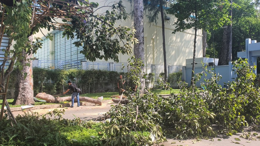 TP HCM: Kiểm tra toàn bộ cây xanh sau vụ 2 người tử vong TP HCM: Kiem tra toan bo cay xanh sau vu 2 nguoi tu vong