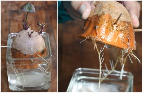 Ngâm 1/4 củ khoai lang trong bình nước, sau khoảng một tuần chúng sẽ mọc rễ và lên lá xanh tươi.