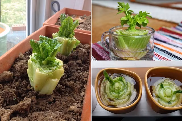 Rau diếp sau khi ăn hết phần lá, bạn nên giữ lại phần gốc khoảng 5 - 6 cm. Đặt gốc rau vào lọ nước sạch và đổ nước sạch ngập 1/2 gốc rau. Sau 7- 10, ngày, các lá mới sẽ phát triển, rễ cây mọc dần. Thay vì trồng trong bình nước, bạn có thể đánh cây ra chậu đất.