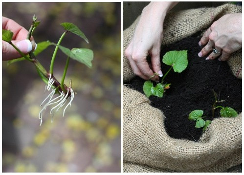 Tách phần khoai lang mọc rễ và lá trên củ, bạn có thể trồng chúng xuống chậu đất và chờ ngày thu hoạch.