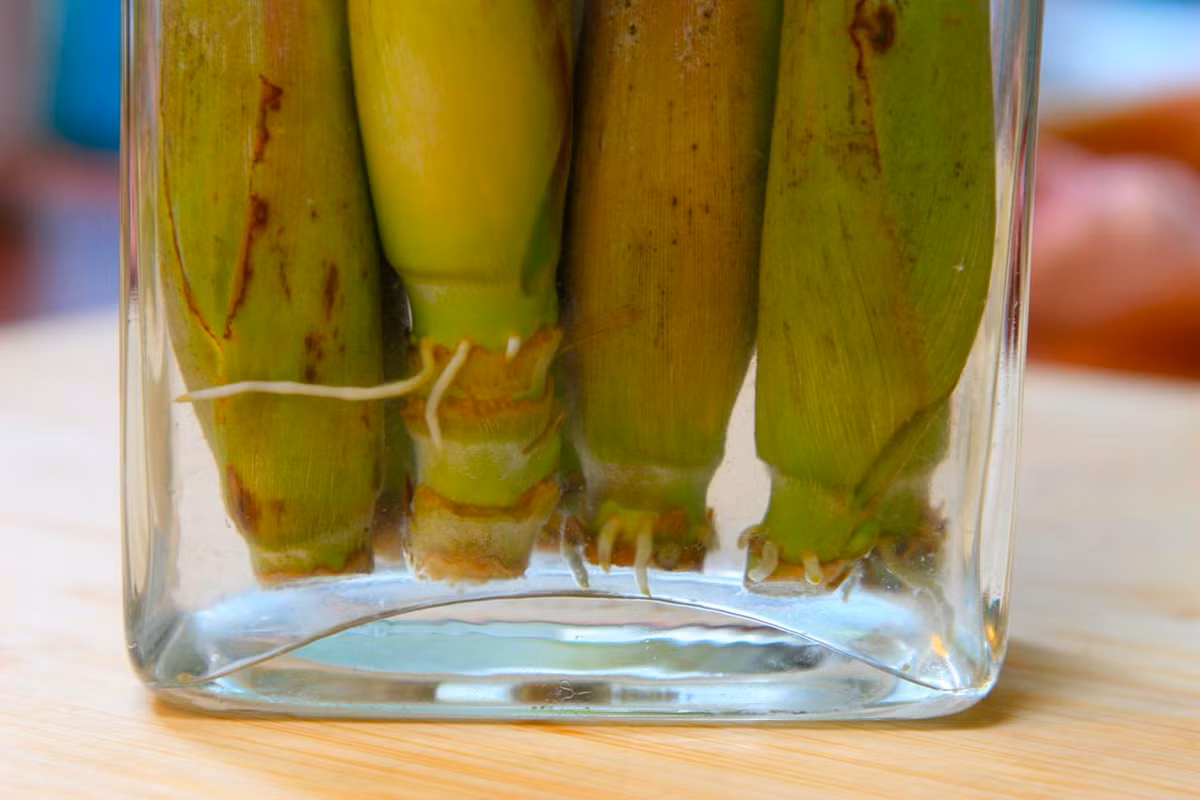 Tận dụng những gốc sả thừa trong khi nấu ăn để tạo thành những chậu cây thủy sinh đặt trên bàn ăn, cửa sổ, tô điểm những góc, không gian sống thêm phần lạ mắt. Đây là gia vị có khả năng giúp tiêu hóa, hạn chế đau dạ dày, ợ khí chua, đầy bụng và tiêu chảy, rất được ưa chuộng