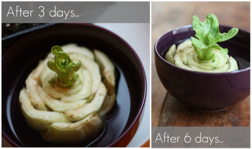 Cải thìa cần từ 3-6 ngày để bắt đầu nhú lá non. Đối với loại rau này, khoảng hai ngày thay nước một lần,nước ngập khoảng 2/3 gốc rau cải, đặt chậu cây ở nơi có ánh sáng mặt trời dịu nhẹ.