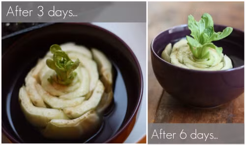 Cải thìa cần từ 3-6 ngày để bắt đầu nhú lá non. Đối với loại rau này, khoảng hai ngày thay nước một lần,nước ngập khoảng 2/3 gốc rau cải, đặt chậu cây ở nơi có ánh sáng mặt trời dịu nhẹ.