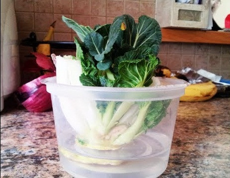 Đây là những cách trồng rau thủy sinh cực đơn giản giúp tiết kiệm chi phí và thời gian cho các bà nội trợ.