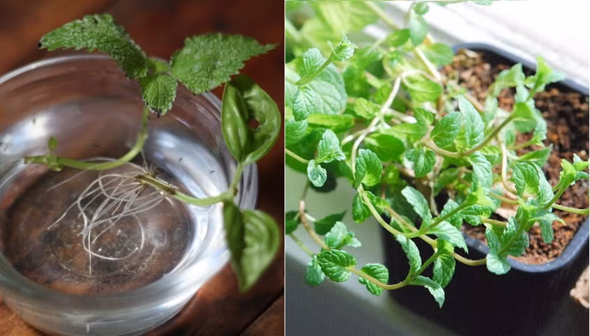 Húng chanh chỉ cần bỏ vào nước trong vài ngày sẽ mọc rễ trắng, những chậu húng nhỏ nhắn đặt trong nhà có mùi thơm dễ chịu, giúp đuổi côn trùng hiệu quả, ngoài ra, với cách trồng này, bạn không lo thiếu rau ăn kèm các món khoái khẩu.