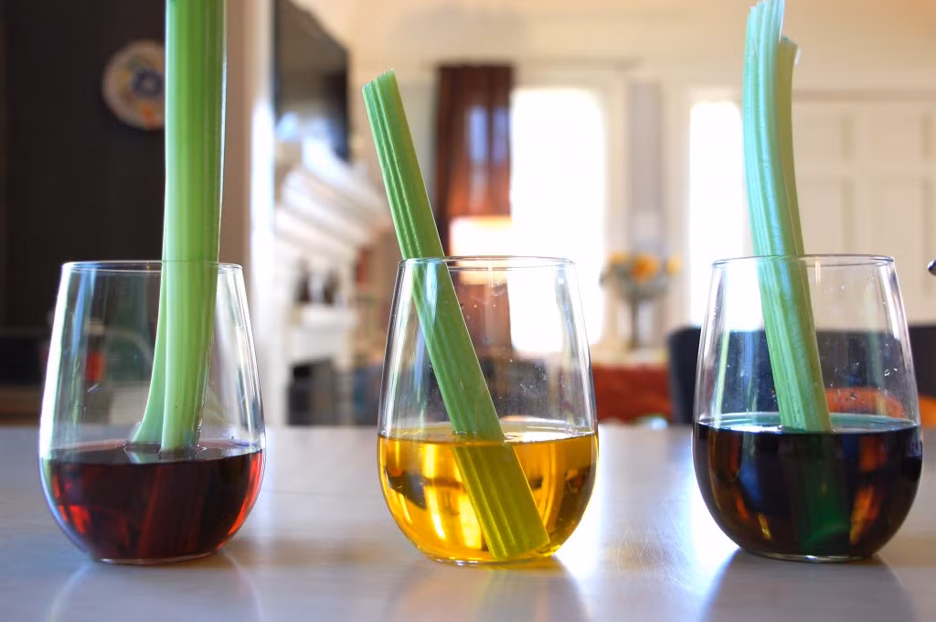 Chọn các cây có bẹ lá cuốn chặt, màu xanh nhạt và cứng, bỏ vào bình nước sạch, nước ngập thân cây khoảng 2cm. Sau một tuần, cần tây sẽ mọc rễ và lá, bạn có thể trồng ra chậu và có rau ăn dài ngày.