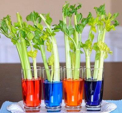  Trồng rau tại nhà bằng cách tái sử dụng những loại rau thừa sau khi chế biến món ăn là cách giúp bạn có thể thư giãn và tạo được những chậu cây dễ thương. Bạn chỉ cần cắt phần thân và lá phía trên của cần tây để chế biến như bình thường. Phần đoạn gốc dài khoảng 4cm giữ lại để trồng thủy canh.