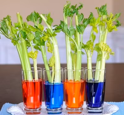  Trồng rau tại nhà bằng cách tái sử dụng những loại rau thừa sau khi chế biến món ăn là cách giúp bạn có thể thư giãn và tạo được những chậu cây dễ thương. Bạn chỉ cần cắt phần thân và lá phía trên của cần tây để chế biến như bình thường. Phần đoạn gốc dài khoảng 4cm giữ lại để trồng thủy canh.