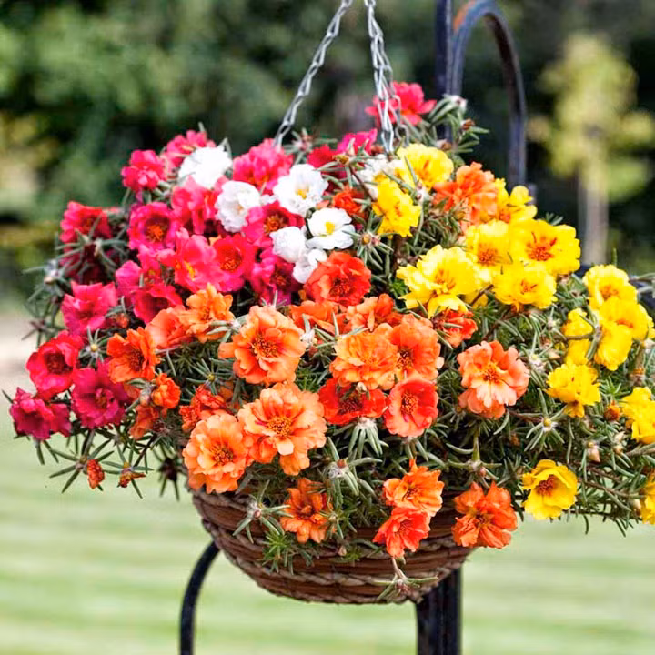 Hoa muoi gio nhap xin khien dan Ha Noi me man-Hinh-2