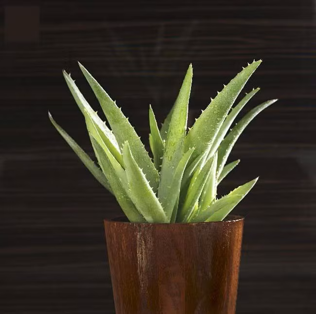 Dan van phong lung mua cay phong thuy de ban cau loc-Hinh-4