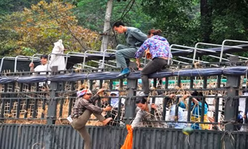 Họ chờ khi có xe tải chở dưa thải loại từ phía Trung Quốc về là đuổi theo, trèo lên thùng xe để tìm, lấy dưa.