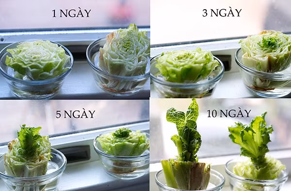 Hinh anh dung cu trong rau sach thu hut khach hang-Hinh-2