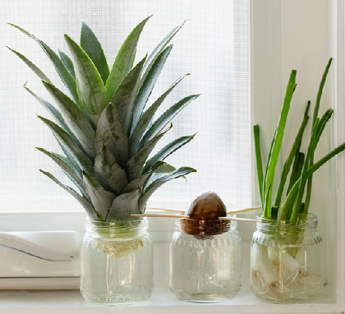 Đầu hè, loạt dụng cụ trồng rau sạch tại nhà đã được bán nhiều. Phổ biến và dễ sử dụng, được nhiều người tìm mua nhất là chai, lọ thủy tinh. Chỉ cần bỏ ra từ 20.000 - trên 50.000 đồng/bình, lọ (tùy kích thước), khách hàng đã có bình trồng rau độc đáo.