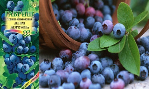 Co nen lung mua hat giong viet quat dat do ve trong canh