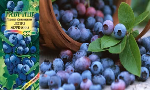 Co nen lung mua hat giong viet quat dat do ve trong canh