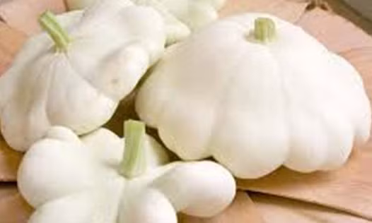 Ngoài ra, bí đĩa bay còn có màu trắng, sọc xanh khá lạ mắt.