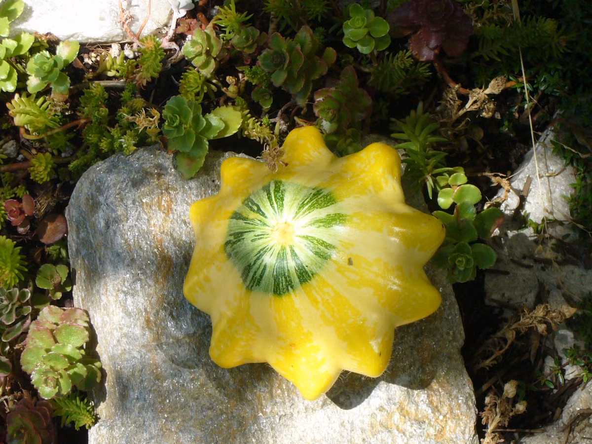 Hiện nay, trên thị trường hạt giống bí ngô độc lạ này được khá nhiều shop hạt giống bán. Giá mỗi gói hạt giống dao động từ 30.000 - 35.000 đồng (8 hạt).