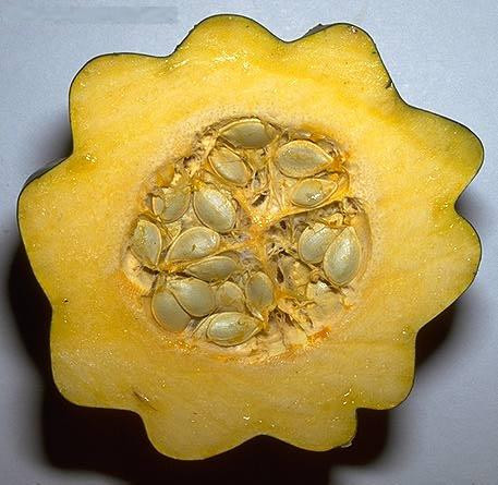 Khi cắt đôi, trái có hình như bông hoa nhiều cánh nên thường được dùng để trang trí cho các món ăn khác. Ở Ba Lan, người dân ngâm bí với dấm ngọt để tạo một loại gia vị đặc biệt.