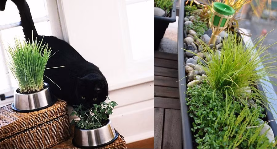 Chị Thái (nhà ở khu Hoàng Quốc Việt, Hà Nội) chia sẻ: “Dạo này muỗi rất nhiều, nhà mình có trẻ nhỏ nên không dám phun xịt thuốc nên mua chậu sả về để ban công hoặc trồng xen cùng các loại cây khác khá đẹp”.