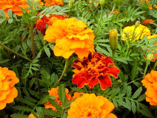 Ngoài ra, theo nhiều chủ hàng cây cảnh, cúc vạn thọ được mua nhiều còn vì ý nghĩa phong thủy, với mong muốn tốt lành. Hoa cúc vạn thọ thường nở tháng 6- tháng 10. Tuy nhiên, có những loại hoa nở sớm, nên tháng 4 vẫn chơi được hoa này. Giá cúc vạn thọ từ 30.000 - 50.000 đồng/chậu.