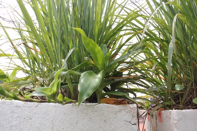 Thay vì dùng hóa chất có thể ảnh hưởng đến sức khỏe, nhiều người dân ở Hà Nội đã lùng mua các chậu cảnh nhỏ. Trong đó, những chậu sả được bán với giá 40.000 – 45.000 đồng.