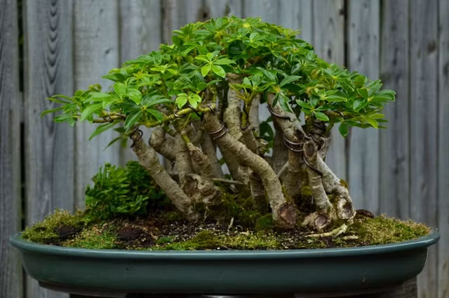 Ngoài ra, ngũ gia bì còn được trồng rất tỉ mỉ theo dáng bonsai. Tuy nhiên, giá của những chậu bonsai này đắt hơn cây thông thường rất nhiều. Theo anh Thuần (chủ hàng cây cảnh đường Hoàng Hoa Thám, Hà Nội): "Ngoài làm cảnh, đuổi muỗi, côn trùng, cây này có tác dụng lọc khí độc rất tốt".