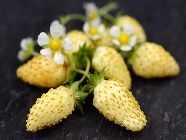 Việc trồng dâu tây vàng gặp khó khăn hơn rất nhiều so với các loại dâu tây trắng, đỏ thường thấy. Vì thế, loại quả này chủ yếu được các nhà hàng cao cấp mua về chế biến các món hoa quả, làm bánh hoặc trang trí món ăn.