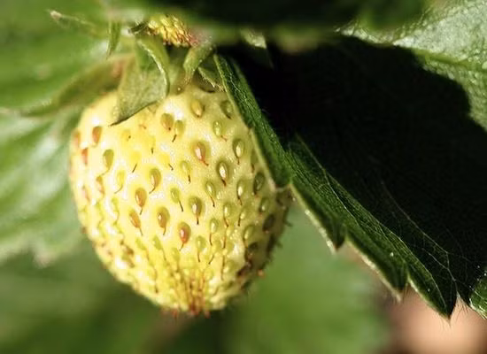 Nhiều người đánh giá dâu tây vàng có vị ngọt, đậm đà hơn dâu tây đỏ.